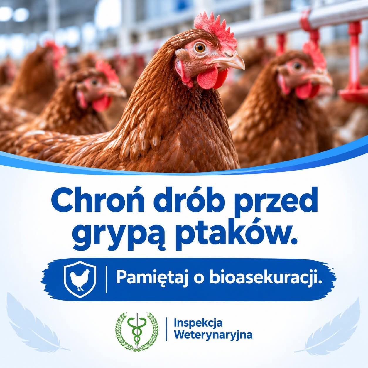 Komunikat Głównego Lekarza Weterynarii dotyczący zagrożenia grypą ptaków (doc)